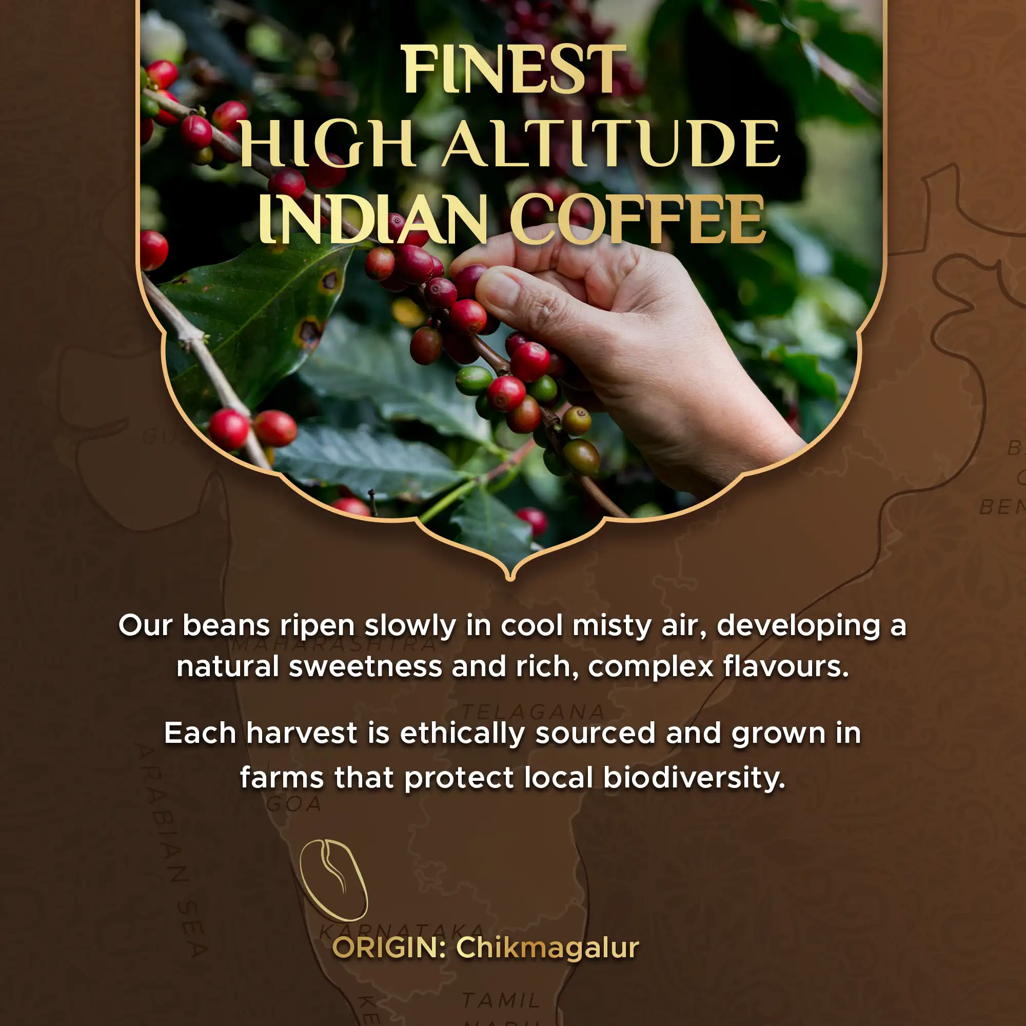 Coffeeza Variety Pack of 5 Coffee Capsules – Standard Blends - Image 6